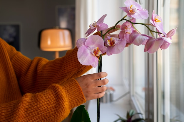 A quiet glasshouse shelf holding orchids in careful arrangement