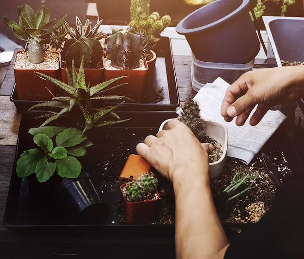 Repotting and Substrate Refresh Service setting