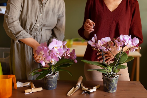 Orchid Selection Consultation setting