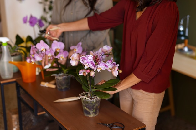 Orchids and rare houseplants on a glasshouse shelf at Magic Orchid